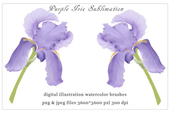 Purple Iris Sublimation, Png: Elevating Your Creative Projects with Digital Watercolor