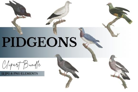 Unlocking Creative Potential with the Pidgeon Clipart Bundle PNG JPG Collection